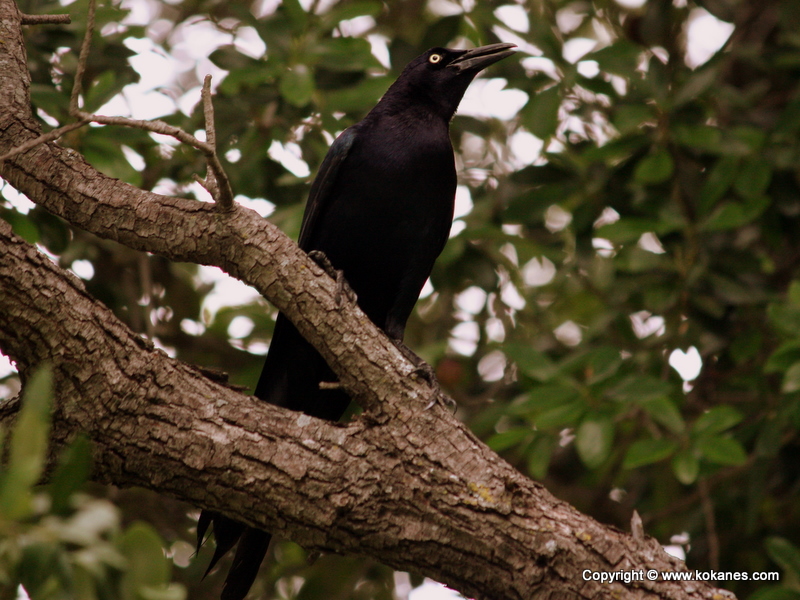 Common Grackle